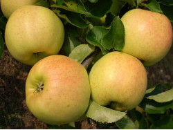 Apple (Malus domestica) ORION