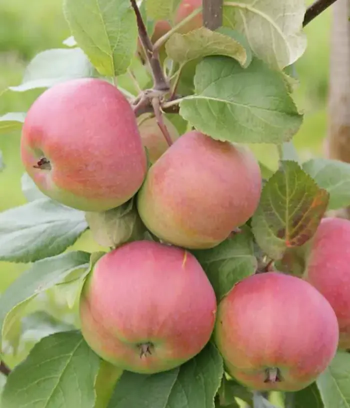 Apple tree (Malus domestica) ORLOVIM - Tutifruti, s.r.o.