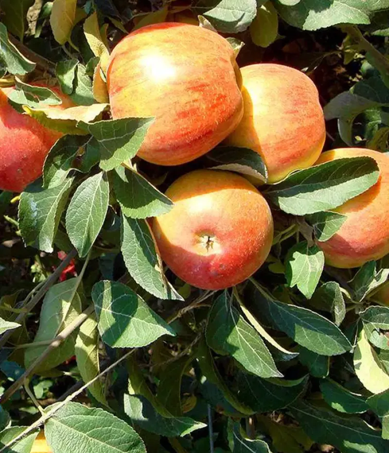 Jabloň (Malus domestica) PIONIER - Tutifruti, s.r.o.