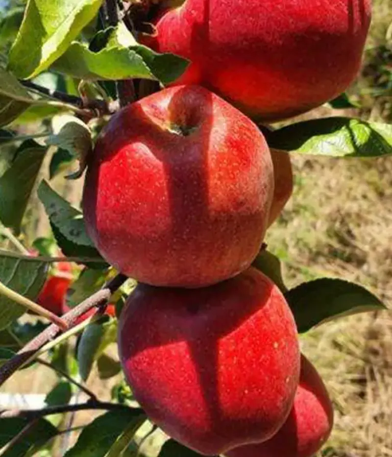 Jabloň (Malus domestica) REAL - Tutifruti, s.r.o.