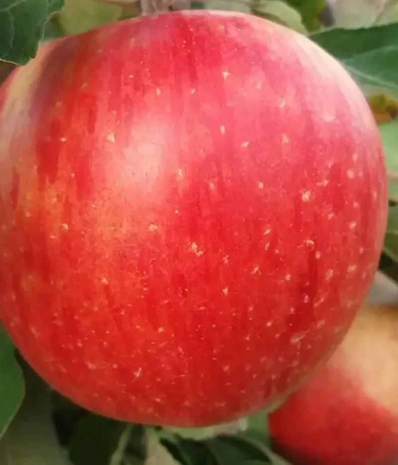 Jabloň (Malus domestica) REBRA - Tutifruti, s.r.o.