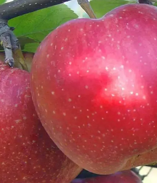 Apple (Malus domestica) ALWA