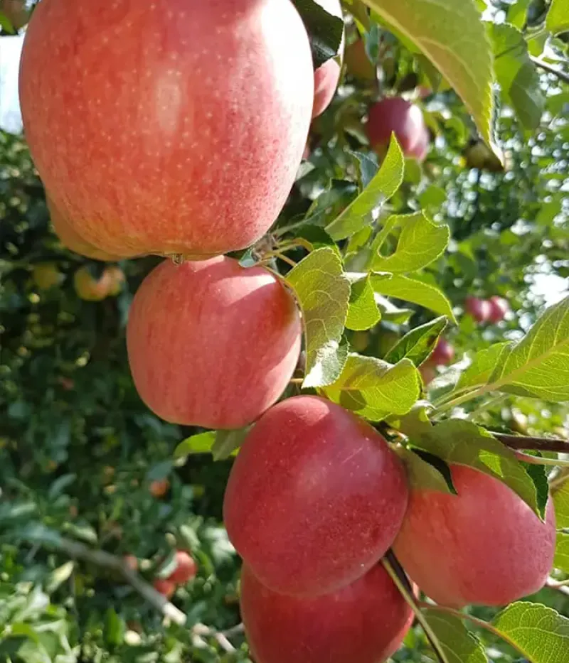 Jabloň (Malus domestica) REMAR - Tutifruti, s.r.o.