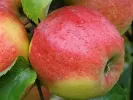 Jabloň (Malus x domestica) POLKA (stĺpová) - Tutifruti, s.r.o.