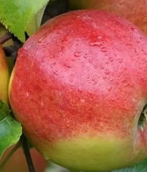 Jabloň (Malus x domestica) POLKA (stĺpová) 