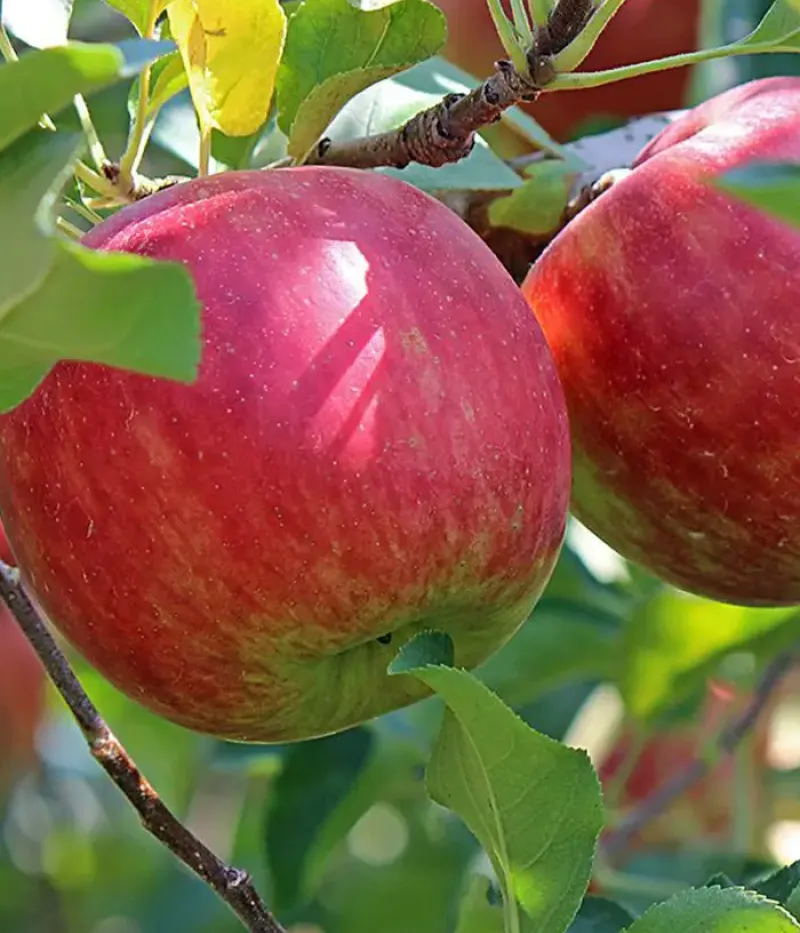 Jabloň (Malus domestica) ROMUS 3 - Tutifruti, s.r.o.