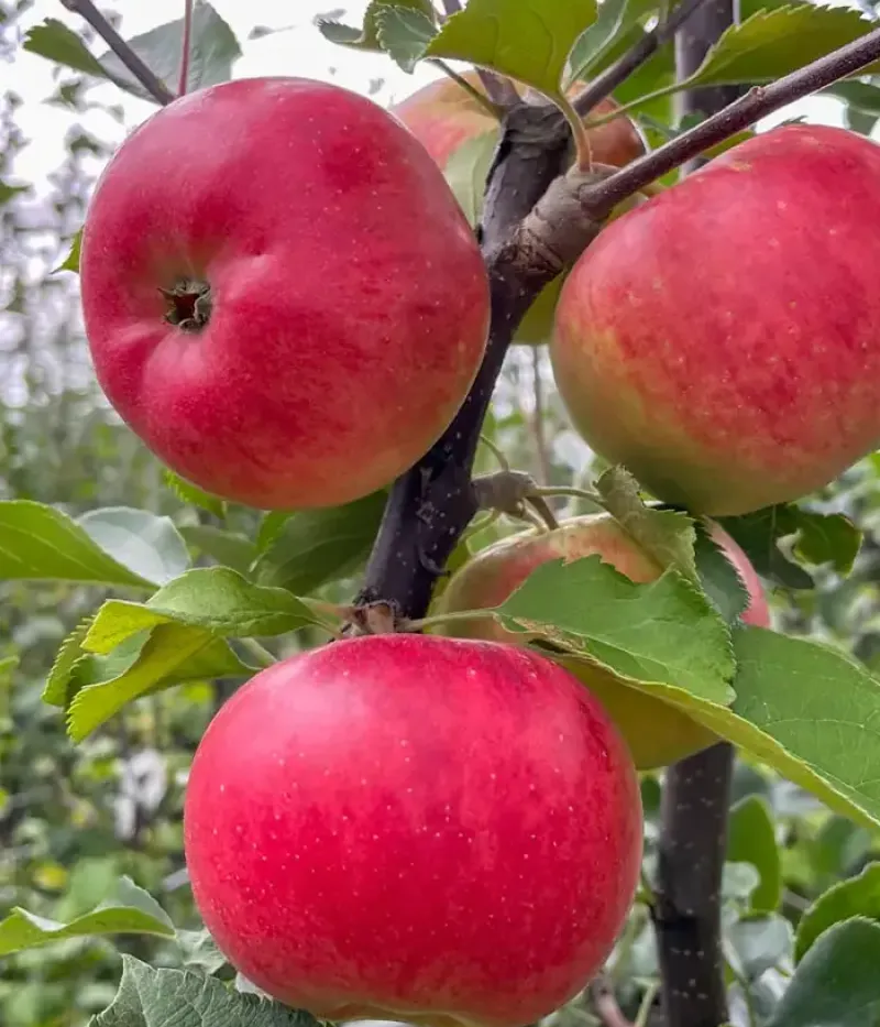 Jabloň (Malus domestica) RUBINOLA - Tutifruti, s.r.o.