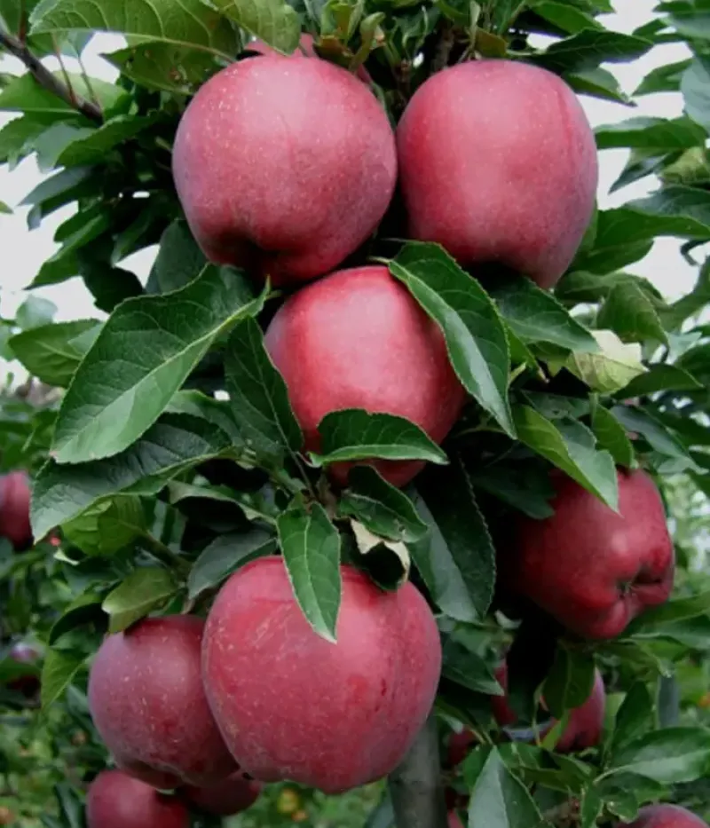 Jabloň (Malus domestica) SANDIDGE - Tutifruti, s.r.o.