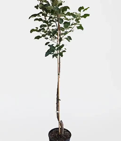 Apple tree (Malus domestica) BAIBA