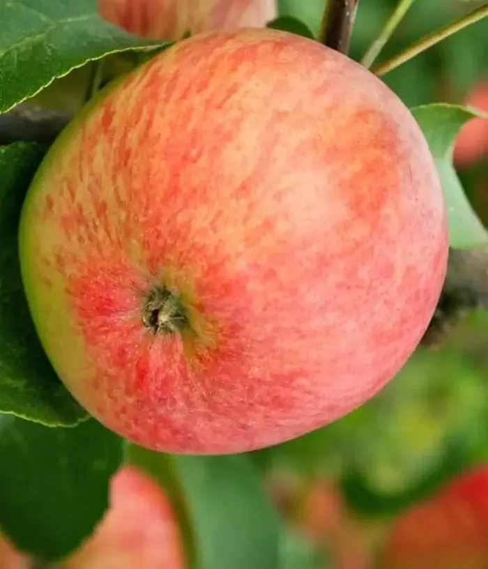 Jabloň (Malus domestica) VALYUTA (stĺpová) - Tutifruti, s.r.o.