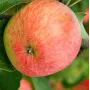 Jabloň (Malus domestica) VALYUTA (stĺpová) 
