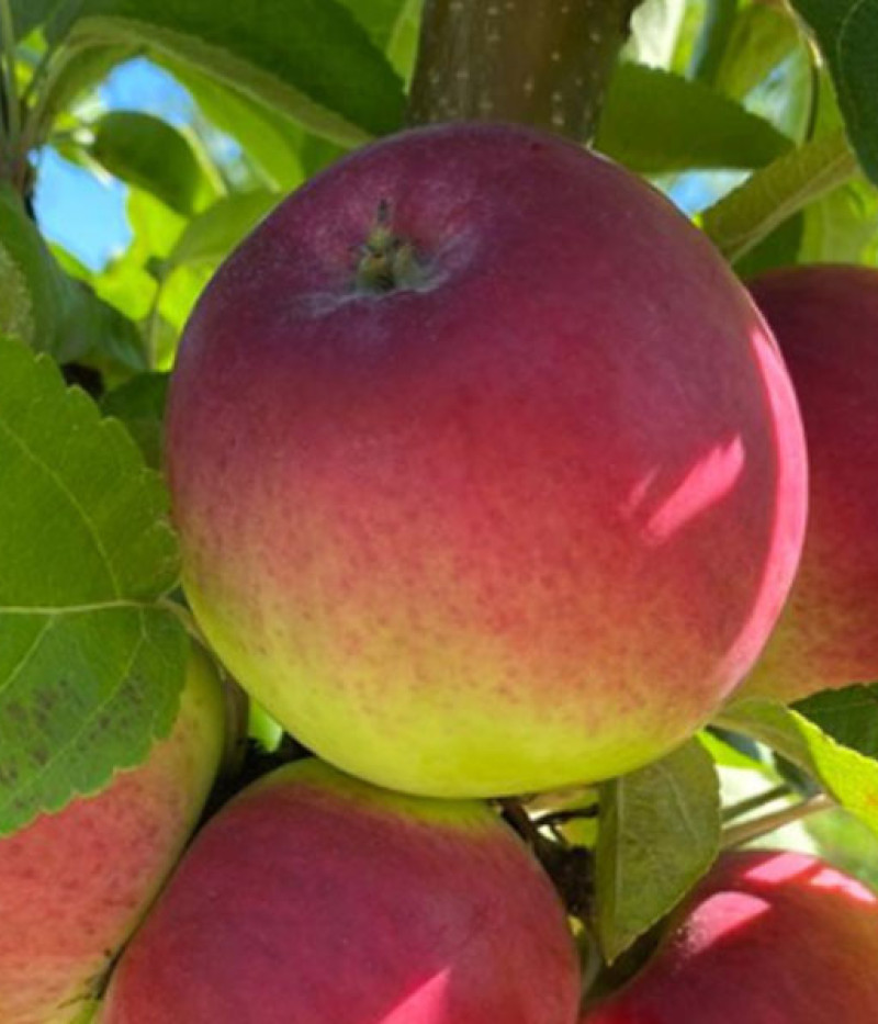 Jabloň (Malus domestica) ZANE - Tutifruti, s.r.o. (SK)