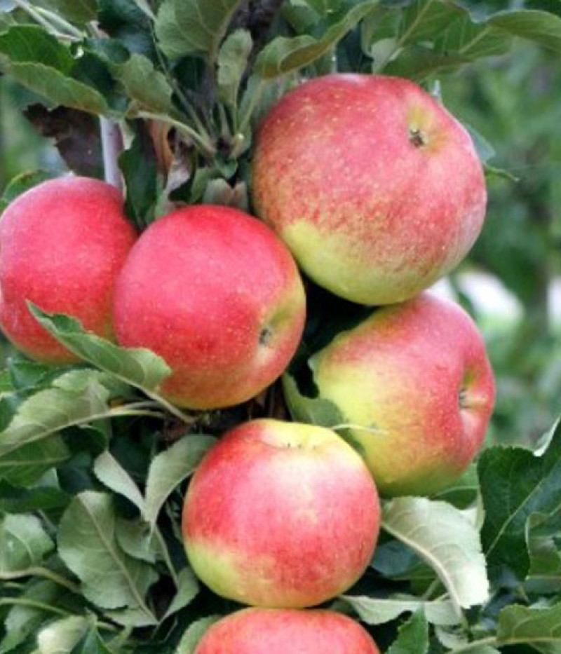 BIO Jabloň stĺpová AROMA SPUR GELB-ROT - Tutifruti SK