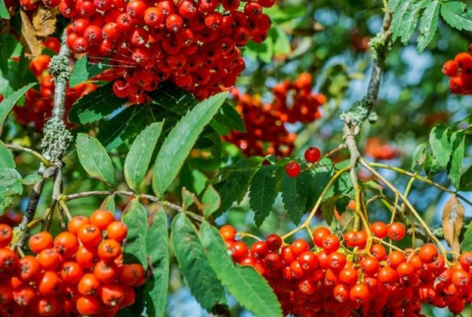 Sladkoplodé jarabiny a ich hybridy: Fytochemická a nutričná analýza (2. časť)