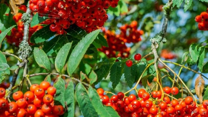 Jarabina (Sorbus): Sprievodca botanikou a nutričným zložením (1. časť)
