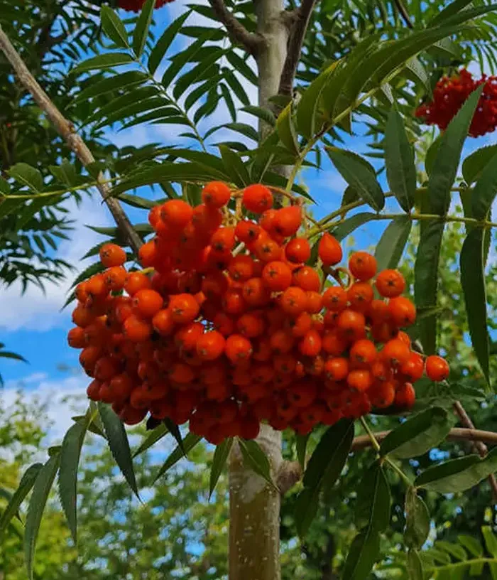 Rowan / Mountain Ash (Sorbus ulleungensis) DODONG - Tutifruti, s.r.o.