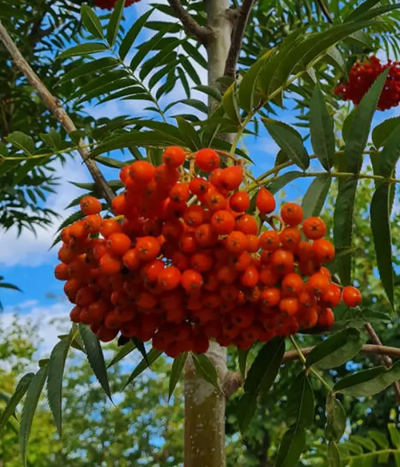 Jarabina (Sorbus ulleungensis) DODONG - Tutifruti, s.r.o.