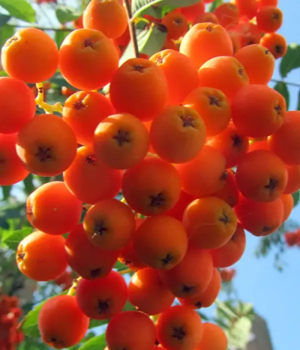 Jarabina (Sorbus ulleungensis) SACHARNAJA PETROVA