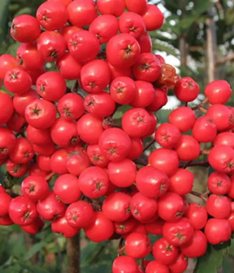 Jarabina (Sorbus aucuparia) ALAJA KRUPNAJA - Tutifruti, s.r.o.