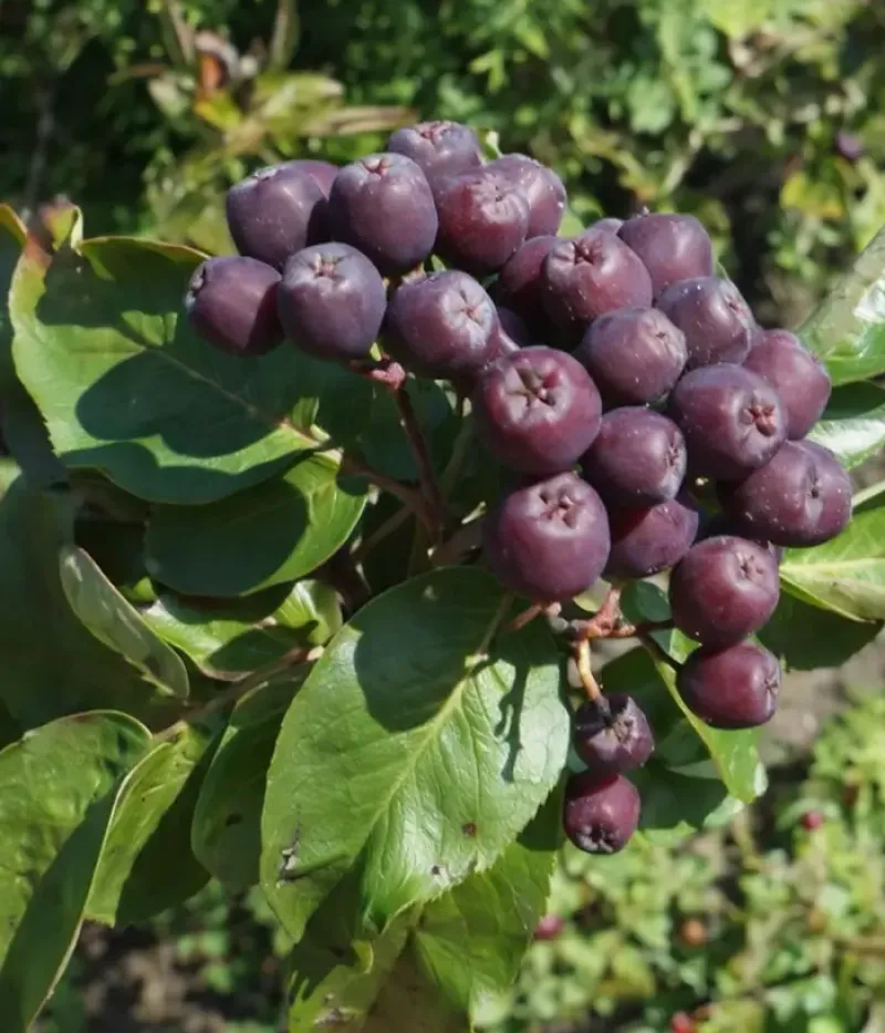 Jarabinoarónia (Sorbaronia komplexný hybrid) TITAN - Tutifruti, s.r.o.