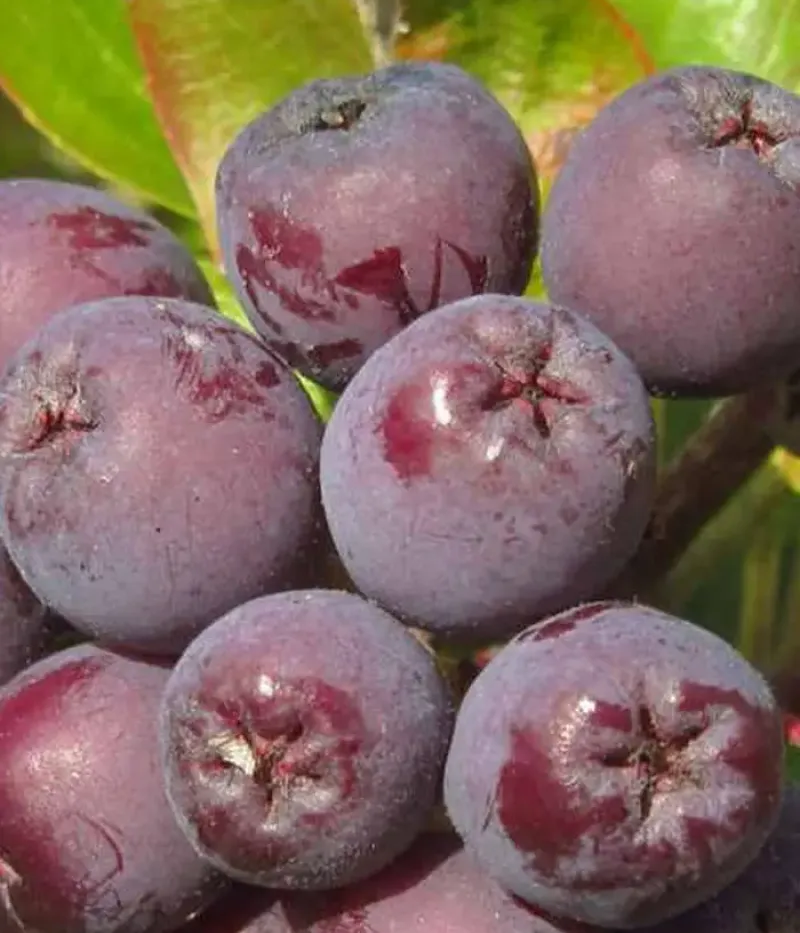 Jarabinoarónia (Sorbaronia) BURKA - Tutifruti, s.r.o.