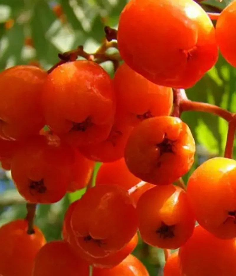 Jarabina (Sorbus aucuparia) DOČ KUBOVOJ (SYN.KUBOVAJA) - Tutifruti, s.r.o.
