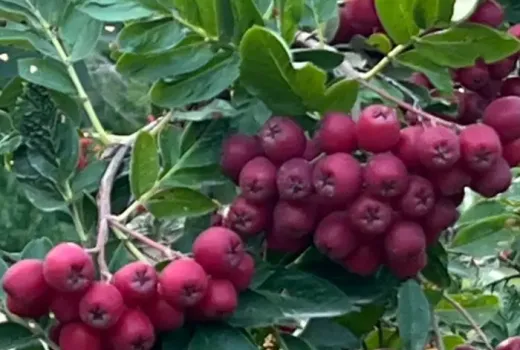 Majstrovské diela Ivana Mičurina: Predstavujeme unikátne hybridy 'Likjornaja', 'Granatnaja' a 'Titan'