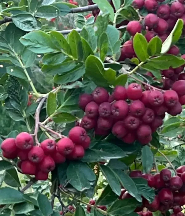Jarabinohloh (Sorbus aucuparia x Crataegus sanguinea) GRANATNAJA