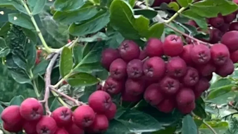 Majstrovské diela Ivana Mičurina: Predstavujeme unikátne hybridy 'Likjornaja', 'Granatnaja' a 'Titan'