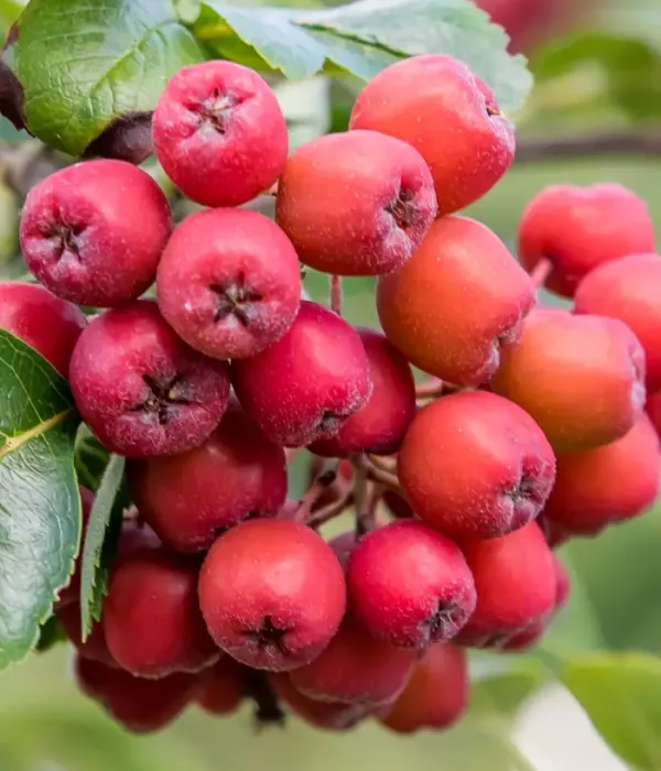 Jarabinoarónia (Sorbus aucuparia x Sorbus melanocarpa) LIKORNAJA