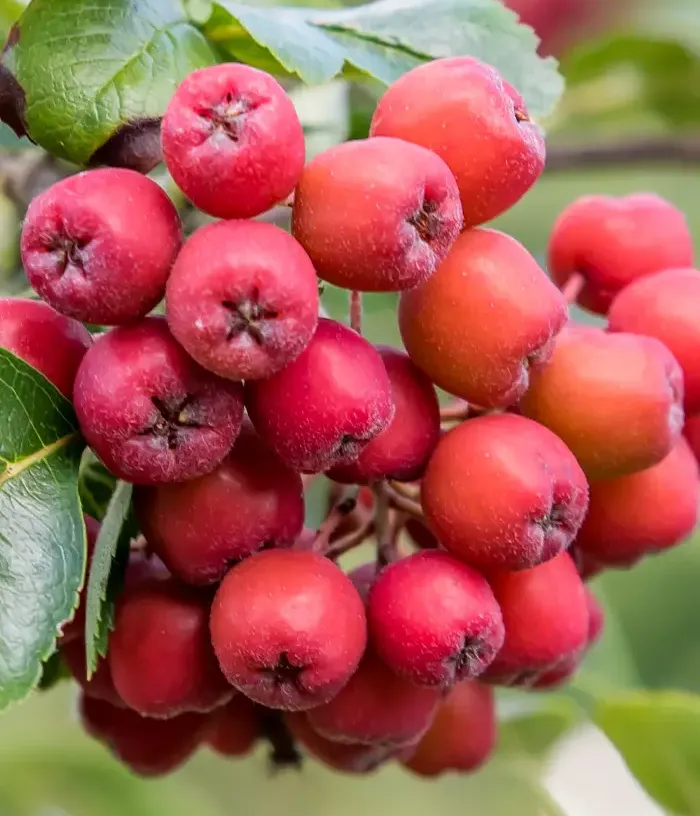 Rowan-Aronia Hybrid (Sorbus aucuparia x Sorbus melanocarpa) Likornaja - Tutifruti, s.r.o.