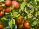 BIO Jujube (Ziziphus jujuba) DONGZAO - Tutifruti, s.r.o.