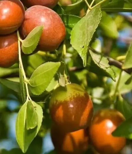 BIO Jujube Tree (Ziziphus jujuba) DONGZAO