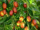 Chinesische Dattel / Jujube (Ziziphus jujuba) HUPING - Tutifruti, s.r.o.