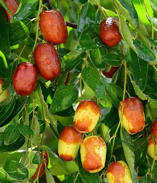 Chinesische Dattel / Jujube (Ziziphus jujuba) HUPING - Tutifruti, s.r.o.