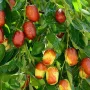 Jujuba činska (Ziziphus jujuba) HUPING