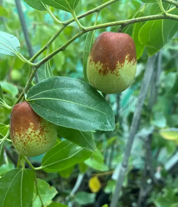 Jujuba činska (Ziziphus jujuba) LANG