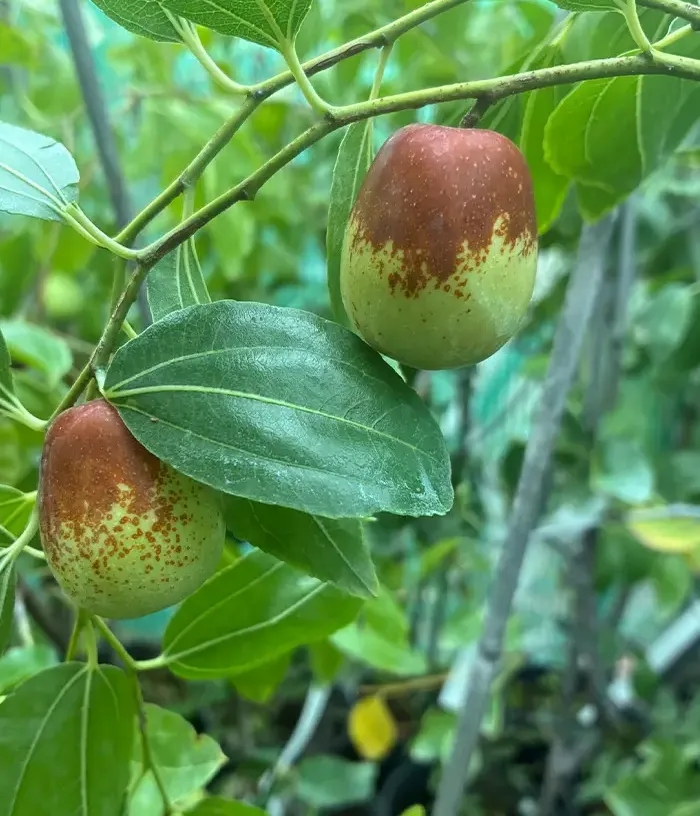 Jujuba činska (Ziziphus jujuba) LANG