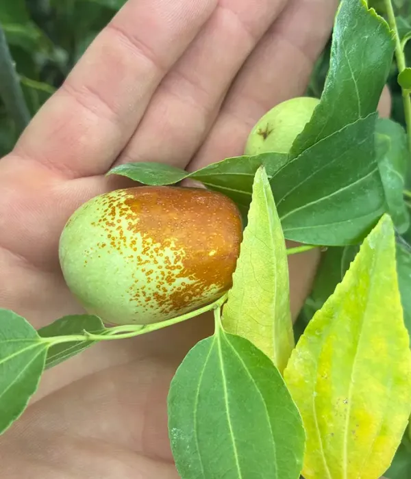 Jujuba činska (Ziziphus jujuba) LI