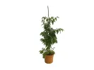 BIO Jujube (Ziziphus jujuba) DONGZAO - Tutifruti, s.r.o.