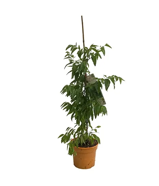 BIO Jujube Tree (Ziziphus jujuba) DONGZAO
