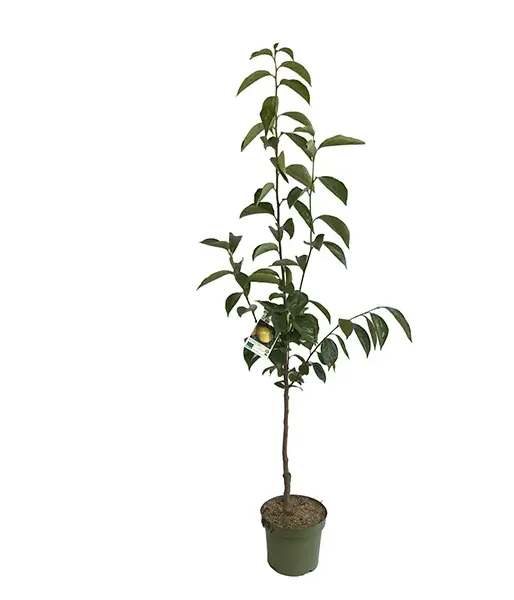 BIO Hurmi Kaki (Diospyros kaki) FUYU - Tutifruti SK