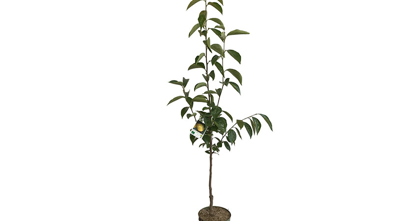 Pilierové odrody kaki (Rossijanka, Nikita's Gift, Sosnovskaja, Gora Roman Koš) : Legendy, ktoré ich priniesli do našich záhrad (4. diel)