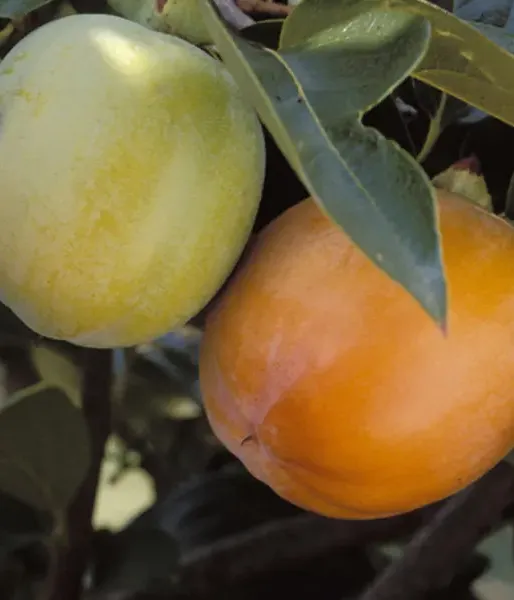 BIO Hurmi Kaki (Diospyros kaki) ROJO BRILLANTE