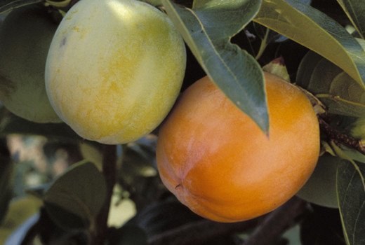 Die Kunst der Kaki-Auswahl: Von Klassikern bis zu modernen Champions (Teil 5)