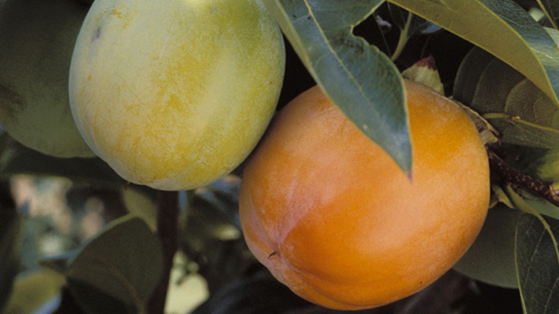 Umenie selekcie kaki: Od klasiky po moderných šampiónov (5. diel)