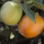 BIO Hurmi Kaki (Diospyros kaki) ROJO BRILLANTE
