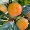 Ebenovníky (Kaki)