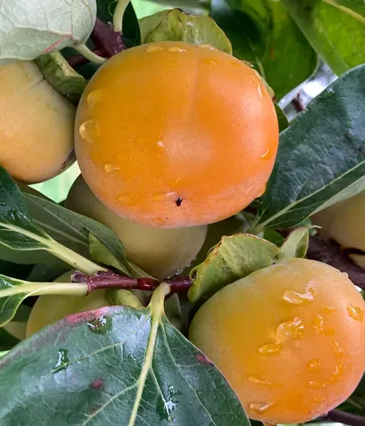 BIO Hurmi Kaki (Diospyros kaki) FUYU