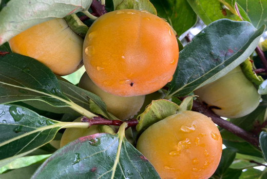 Hurmi Kaki: Porovnanie odrôd 'Fuyu' vs. 'Rojo Brillante' – Ktoré si vybrať?